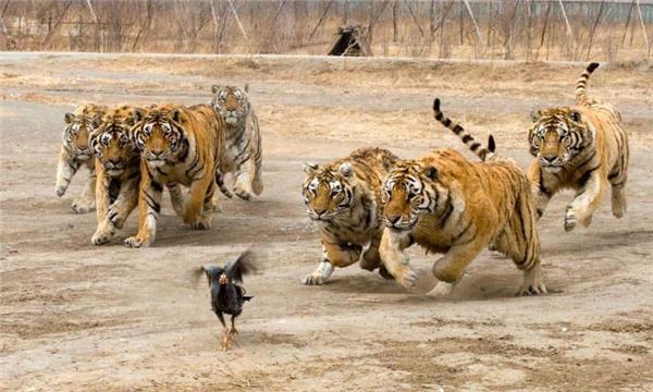 Идет охота на цыплят, идет охота... Тренировка тигров. ФОТО