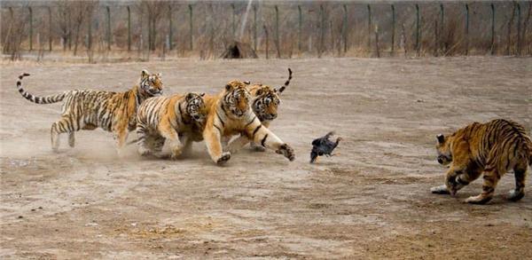 Йде полювання на курчат, йде полювання ... Тренування тигрів. ФОТО