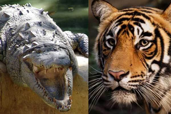 Схватка крокодила с тигром. Очень редкое событие. ФОТО