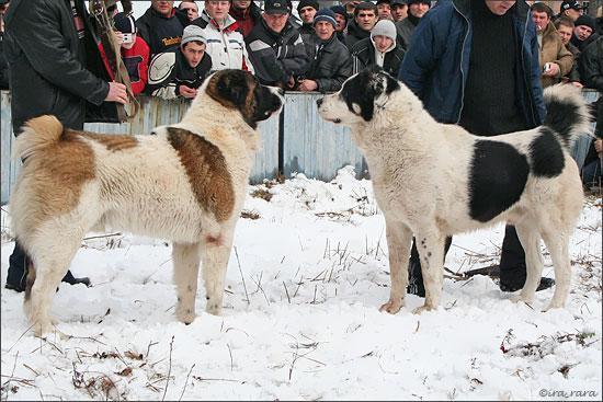 Собачьи БОИ в Ирпене под Киевом. 25 ФОТО не для любителей