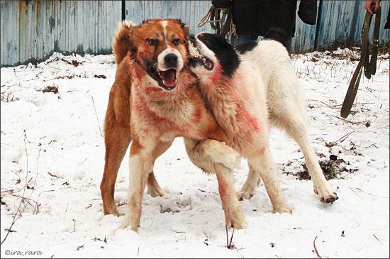 Собачьи БОИ в Ирпене под Киевом. 25 ФОТО не для любителей