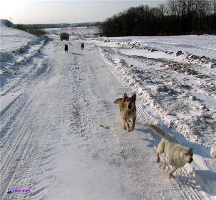 Гейтс дістав. "Вінду" в трактор? Помста сибіряка: 6 ФОТО