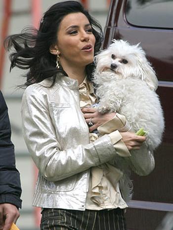 Звезды Голливуда со своими собачками