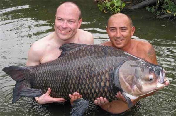 Риболовля в Таїланді. Складно зловити щось менше 30 кг. ФОТО