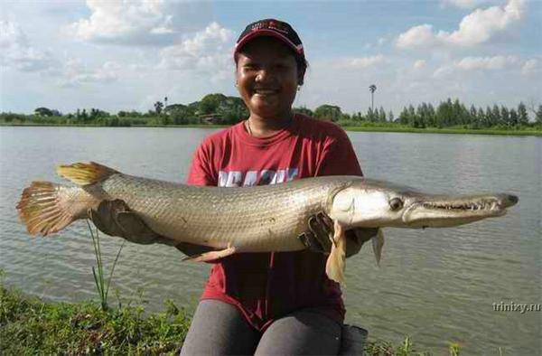 Риболовля в Таїланді. Складно зловити щось менше 30 кг. ФОТО