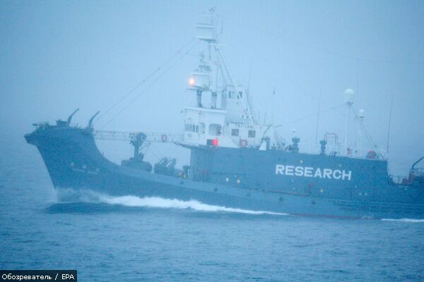 Японские китобои освободили одного эколога 