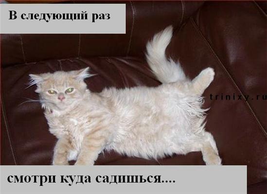 Пятничные котоподписи. Блябуду