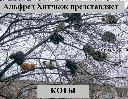 Пятничные котоподписи. Блябуду