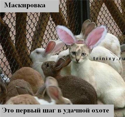 Пятничные котоподписи. Блябуду