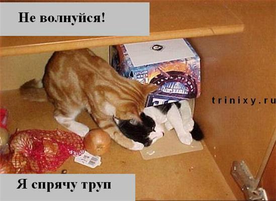 Пятничные котоподписи. Блябуду