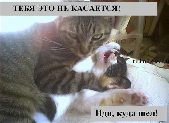 Пятничные котоподписи. Блябуду