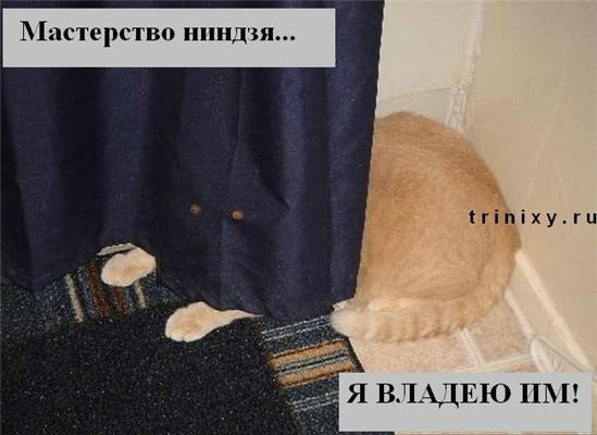 Пятничные котоподписи. Блябуду