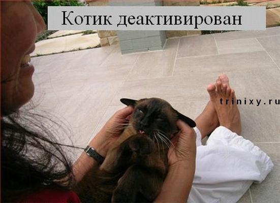 П'ятничні котоподпісі. Блябуду