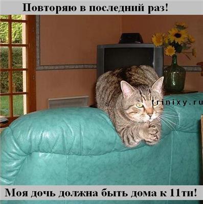 Пятничные котоподписи. Блябуду