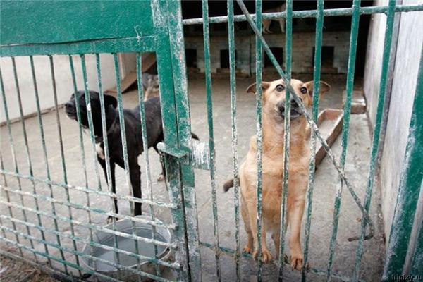 Право убивать. Приют для собак в селе Бородянка 
