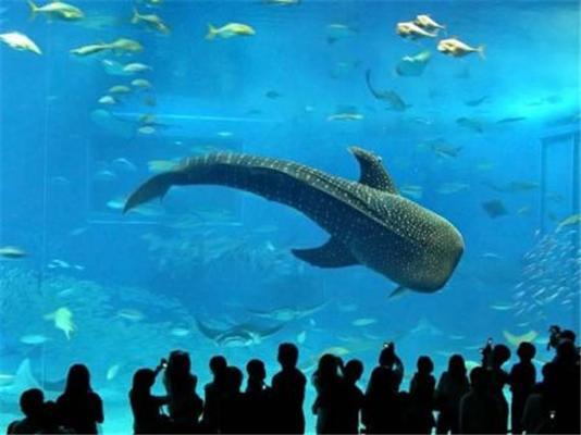 Гігантський акваріум в Окінаві. Динозаври у воді!