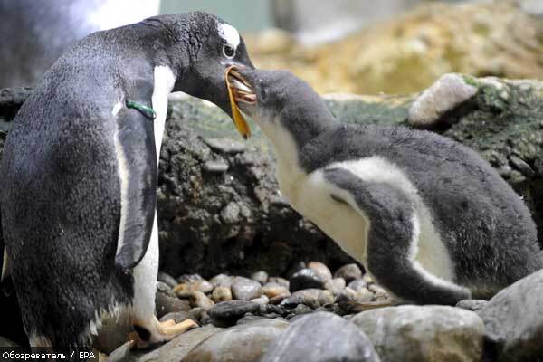 На бразильских пляжах найдены десятки мертвых пингвинов