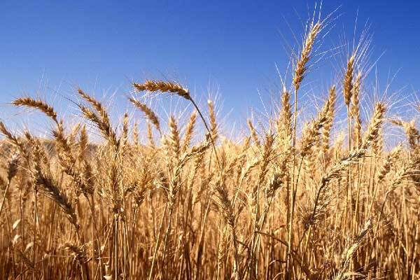 Держава збільшила закупівлі зерна через високий урожай