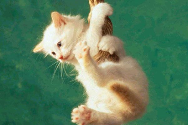 Спортсмены: белые и серые, усатые и волосатые (фото) 
