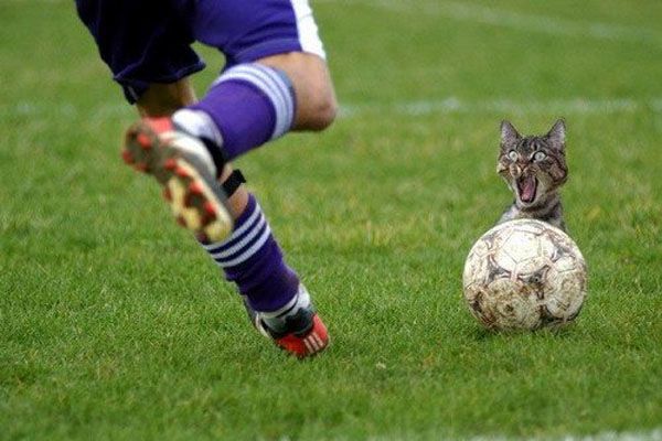 Спортсмены: белые и серые, усатые и волосатые (фото) 