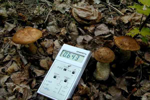 Киянам продають радіоактивні гриби