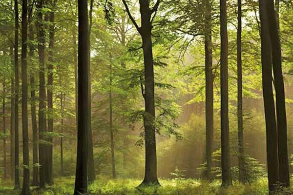 ЕС спасет украинский лес