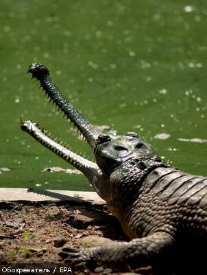 Мальчик скормил крокодилу редких животных на $5,5 тыс.