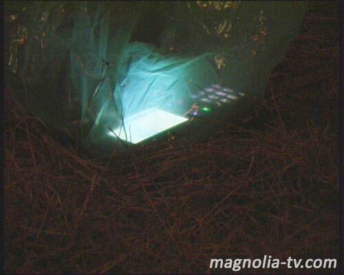 В ДТП на Набережном шоссе погибли 3 человек