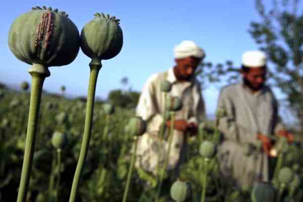 В Афганистане стали сеять меньше опийного мака