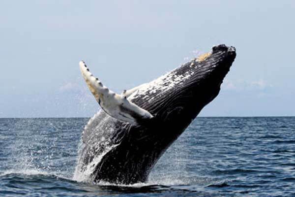 На побережье Австралии выбросились 150 китов