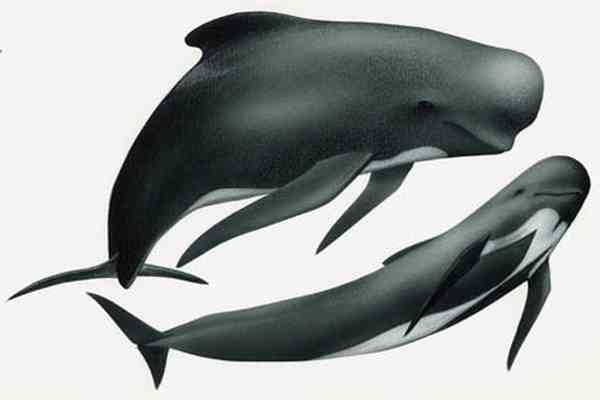Черные дельфины масссово кончают жизнь самоубийством
