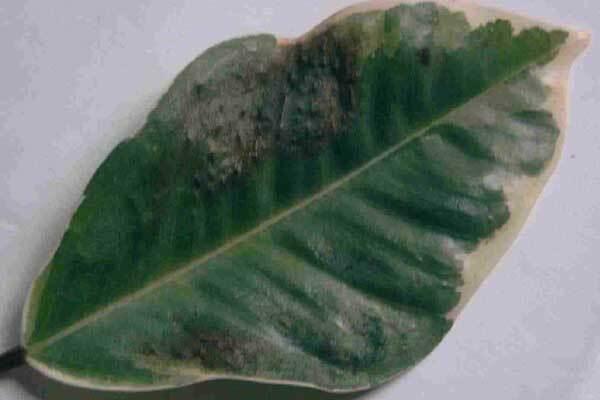 Російські школярі отруїлися фікусом