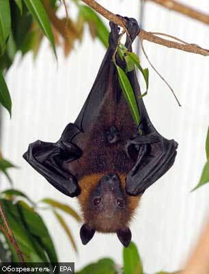 Гарант просить Раду про охорону кажанів