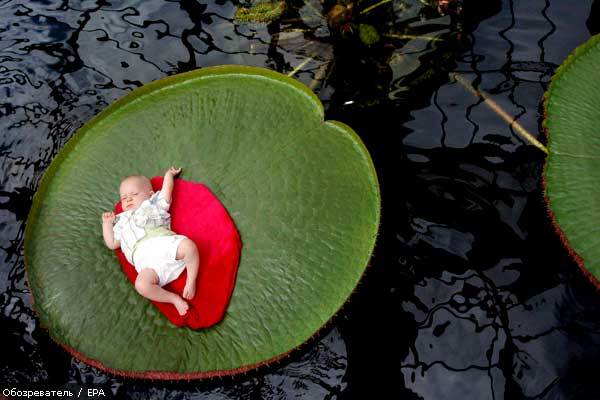 Лучшие фотографии 2008 года EPA. Мир в картинках