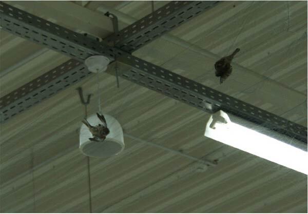 ШОК! Новогодняя гирлянда из воробьиных трупов (ФОТО)