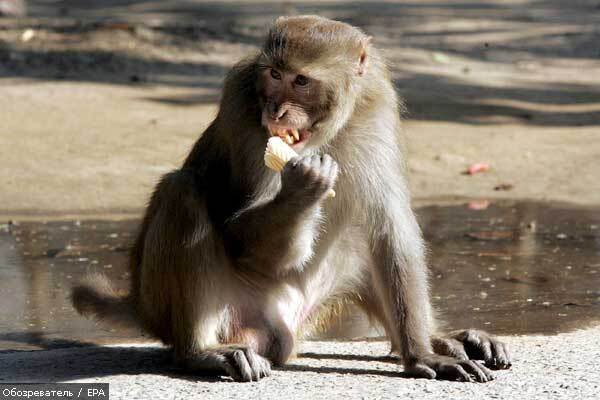 З французького зоопарку вкрали рідкісних мавп