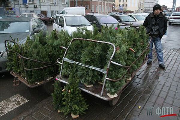 Післязавтра почнуть торгувати ялинками