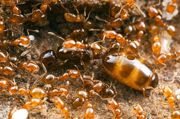 Из жизни муравьев. Очень интересно. Фото + текст