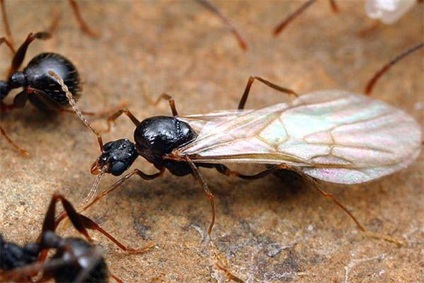 Из жизни муравьев. Очень интересно. Фото + текст