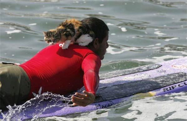 Фотоісторія про кота, який просто обожнює воду ...