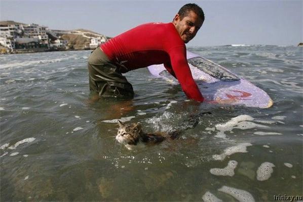 Фотоісторія про кота, який просто обожнює воду ...