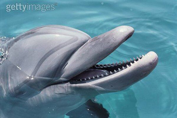 Дельфинов травят фенолом