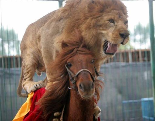 Фотографії дня. Кінь, яка катає левів і тигрів