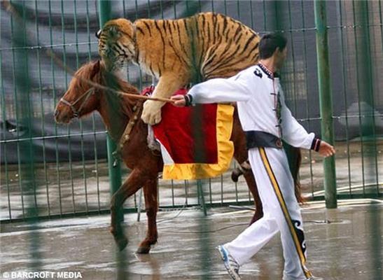 Фотографії дня. Кінь, яка катає левів і тигрів