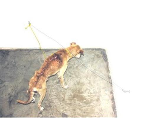 Художество: Заморить животное голодом онлайн. Подпишитесь!