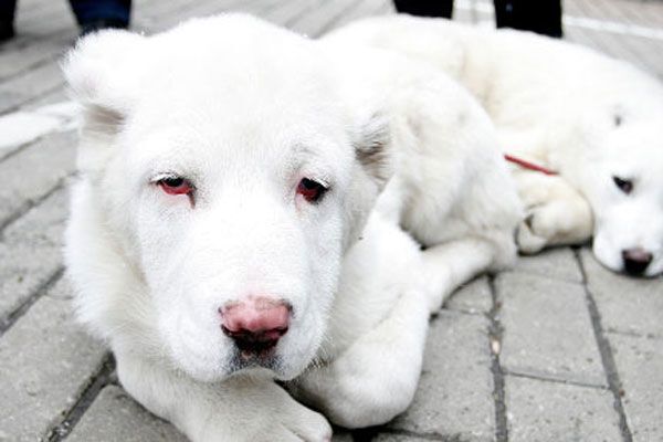 На Тимошенко нацькували псів