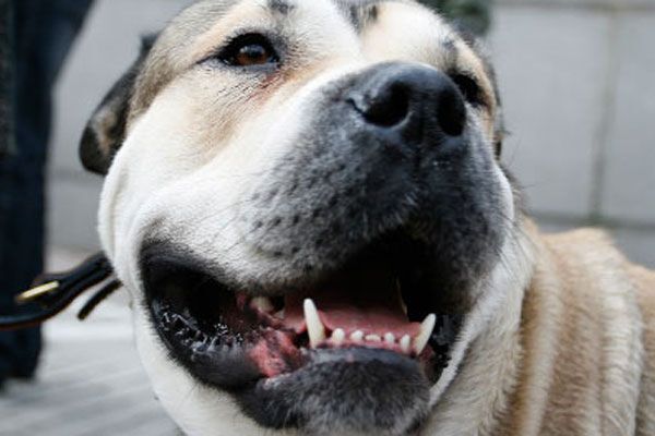 На Тимошенко нацькували псів