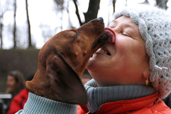 На Тимошенко нацькували псів