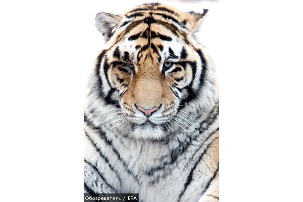 Жива тигриця вперше візьме участь в балеті