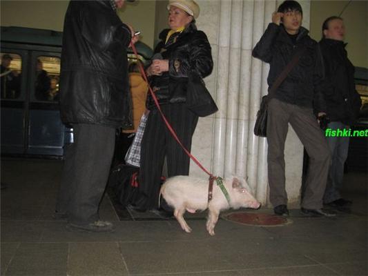 Подземный мир метро. Сталин, собаки и кони в пальто